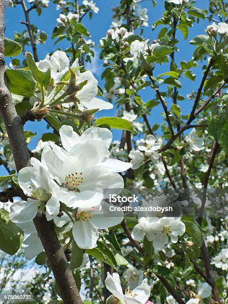 Desabrochando Árvore De Maçã - Fotografias de stock e mais imagens de Ao Ar Livre - Ao Ar Livre, Azul, Beleza natural