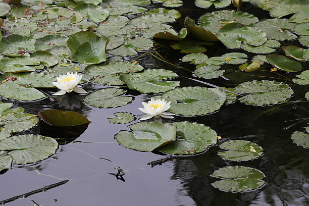 istock Water lily flowers 7718 475060876