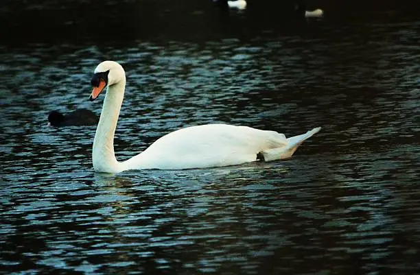 A white swan on a lake or pond.