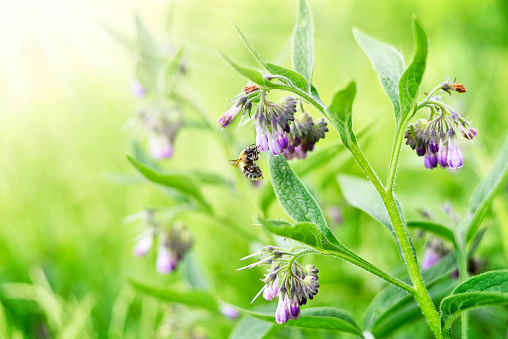 bumblebee or bee sitting on a purple spring flower. Sunny flower field in spring with insect. Close-up of a spring flower. Comfrey or blue comfrey on a blossoming meadow with selective focus and copy space.