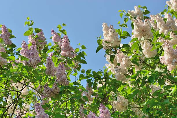 istock Lilac bushes in a botanical garden 475062484