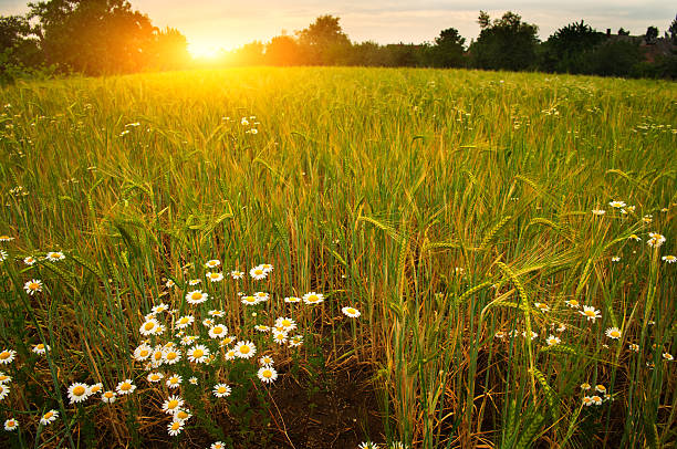 istock Daisy flower on summer wheat field 475062600