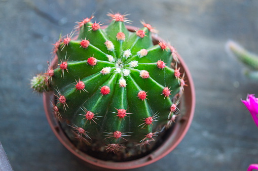 Cactus with small red flowers on a vintage wooden board