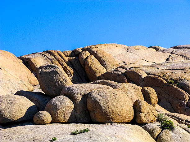 istock joshua tree with rocks in Joshua tree national park 475063520