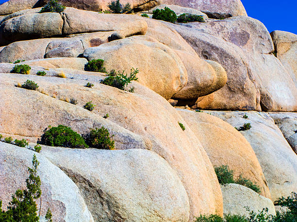 istock joshua tree with rocks in Joshua tree national park 475064236