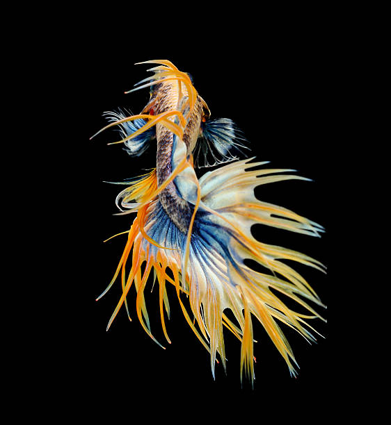 istock siamese fighting fish, betta isolated on black background. 475064284