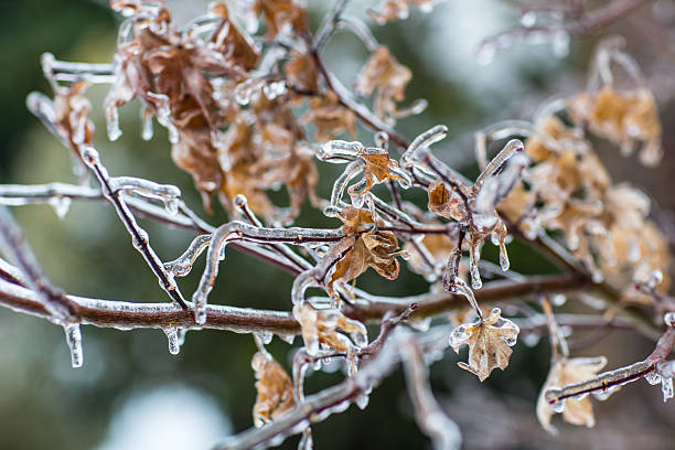 ice 手足や葉に - frozen branches ストックフォトと画像