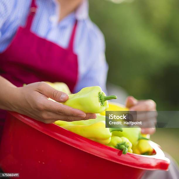 Gardener With Peppers Stock Photo - Download Image Now - Adult, Apron, Autumn