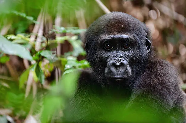 Portrait of a western lowland gorilla (Gorilla gorilla gorilla) close up at a short distance.  Republic of Congo. Africa