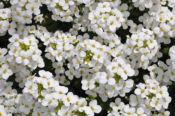 White arabis caucasica flowers in the garden