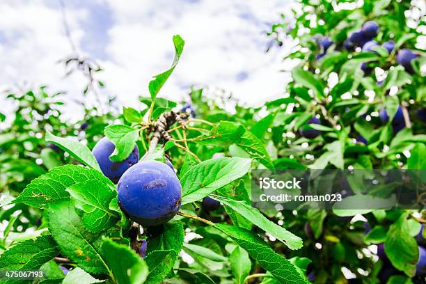Overgrown Plum Tree Stock Photo - Download Image Now - Agriculture, Autumn, Biology