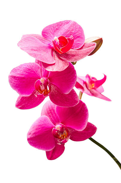 istock Purple orchids flowers small branch with bud 475067791