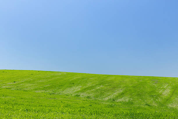 istock Wheat field on a background of the blue sky 475068368
