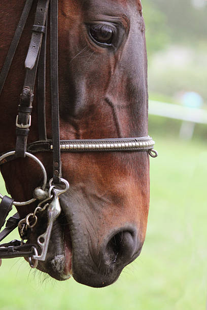 istock head of horse 475069084