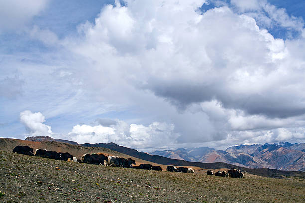 Herd of yaks