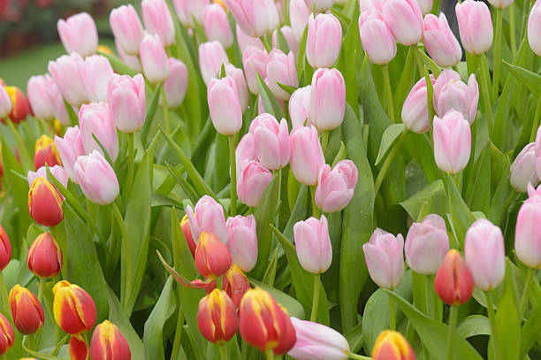 istock Tulip. Beautiful bouquet of tulips. 475069930