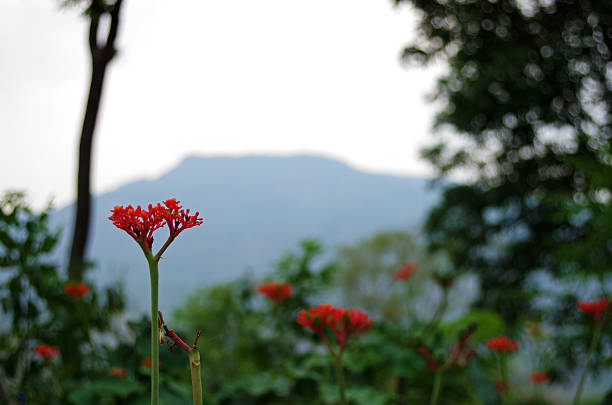 istock Wild flower at the mountain 475070042