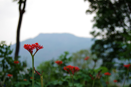 Red colored wild jungle flower in the nature.