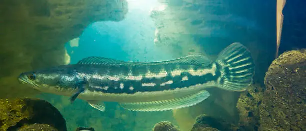 Snakehead fish, latin name Channa Argus, lives in Far East.