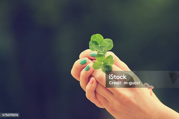 Four Leaf Clover Stock Photo - Download Image Now - Clover, Nature, 2015