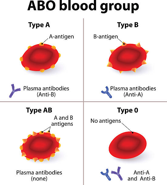 ABO Blood groups ABO Blood groups. There are four basic blood types, made up from combinations of the type A and type B antigens. antigen stock illustrations