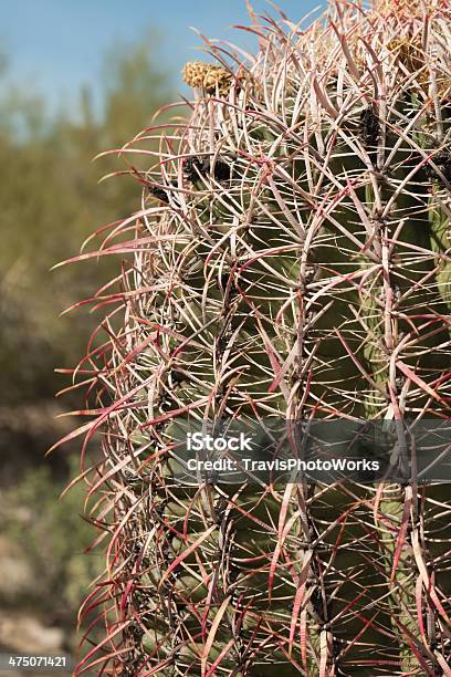 Foto de Desertcactus e mais fotos de stock de Afiado - Afiado, Arizona, Botânica - Assunto