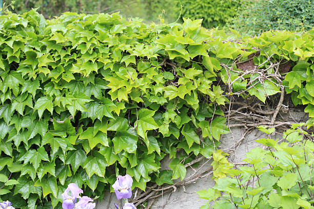 Parthenocissus tricuspidata (Boston Ivy) Wall with Parthenocissus tricuspidata (Boston Ivy) in the garden Boston Ivy stock pictures, royalty-free photos & images
