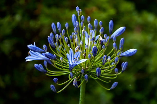 African blue lily in beginning of blossom, Cathedral Peak area African blue lily in beginning of blossom, Cathedral Peak area, South Afric drakensberg flower mountain south africa stock pictures, royalty-free photos & images
