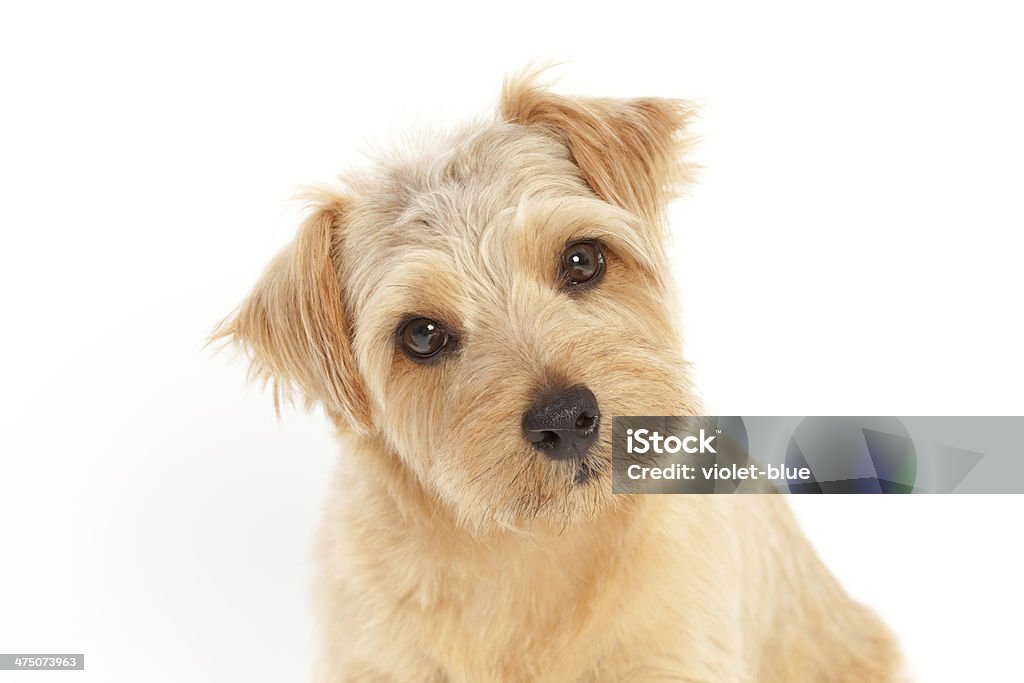 Мышление собака - Стоковые фото Норфолк терьер роялти-фри
