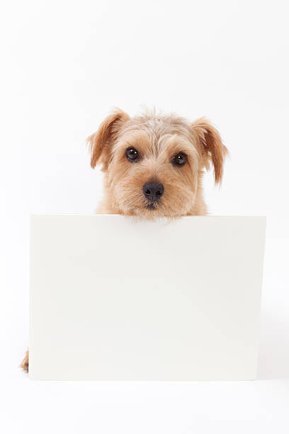 istock Norfolk terrier dog holding message board 475074107