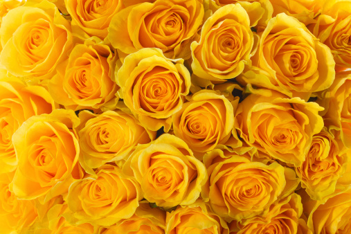 Close-up of a yellow rose against 100% white background