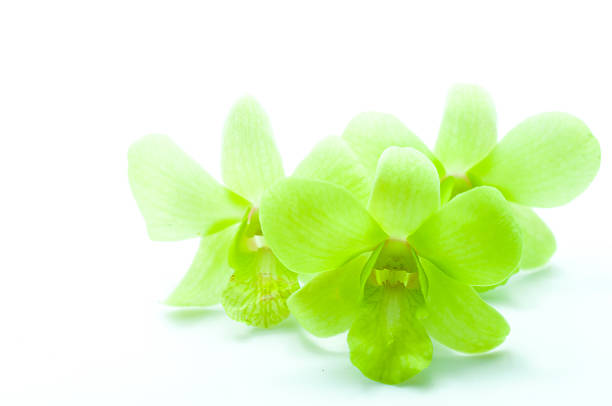 yellow orchid flower