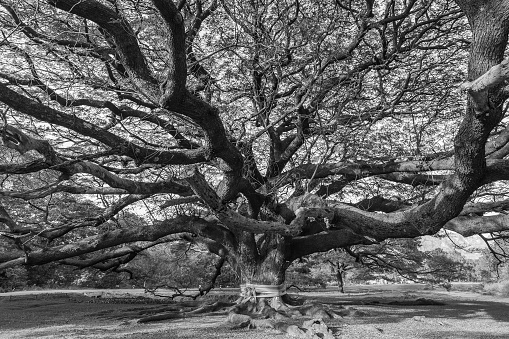 Black and white photograph of Under the Giant tree