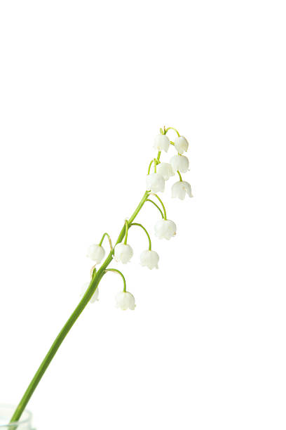 istock Lily of the Valley isolated on white 475076062