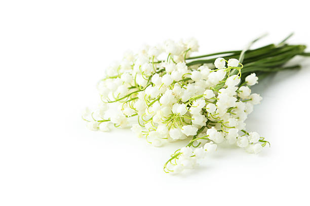 istock Lily of the Valley isolated on white 475076064