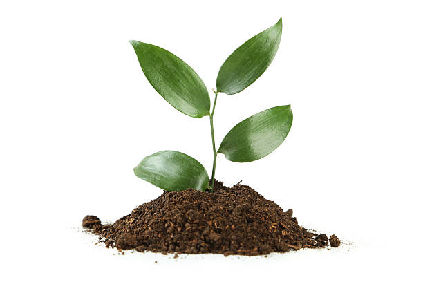 istock Young green plant in soil isolated on white 475076072