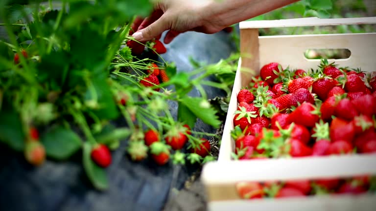 Strawberries harvest.