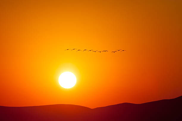 istock Canadian Geese Flying into the Sunrise 475077883