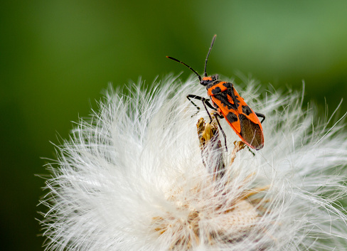 Firebug sitting on a flower