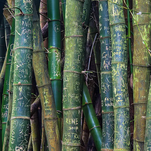 Photo of Bamboo Graffiti