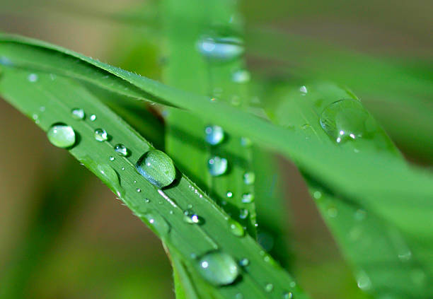 istock Drops of water 475079776