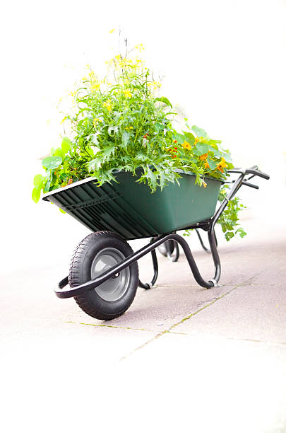 wheel barrow used as a plant pot