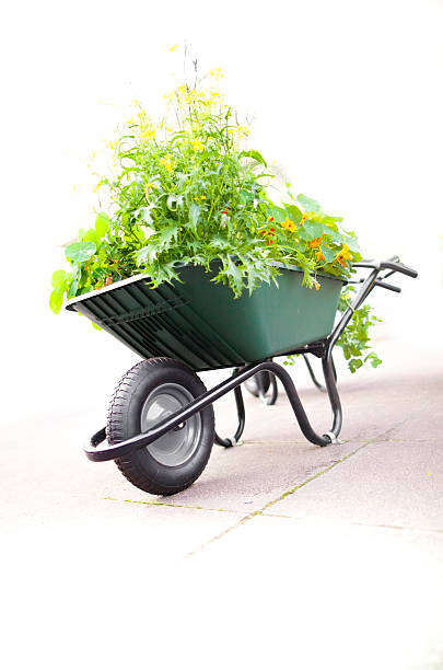 Gardening with a wheelbarrow stock photo