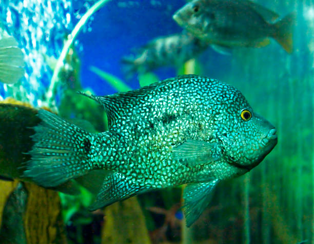 istock Fish chichlidae Parachromis managuensis 475080106