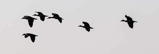 istock Gaggle of flying geese in Botswana 475080128