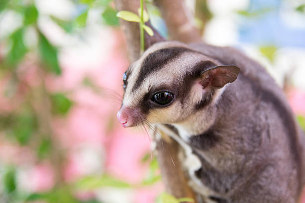 petauro del azúcar descans'en el árbol - opossum australia marsupial tree fotografías e imágenes de stock