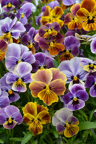 istock mixed pansies in garden 475083408