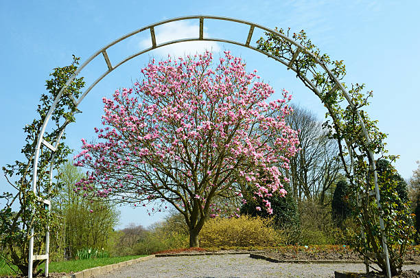 istock Blooming magnolia tree in the park under the arch 475083584