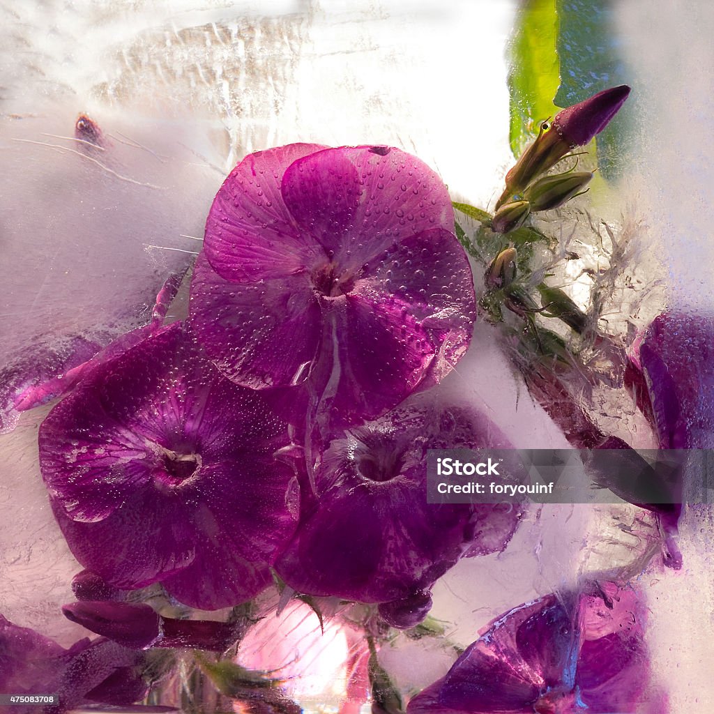 Frozen   flower of         phlox Frozen  fresh beautiful   flower of     phlox   and air bubbles in the ice  cube 2015 Stock Photo