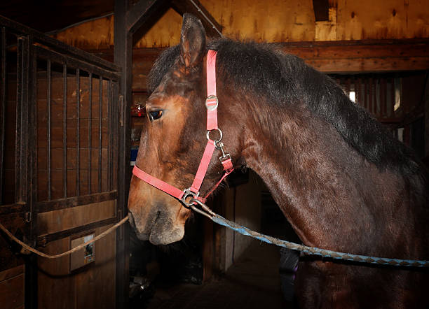 istock Bay horse with harness standing in the stall 475083791